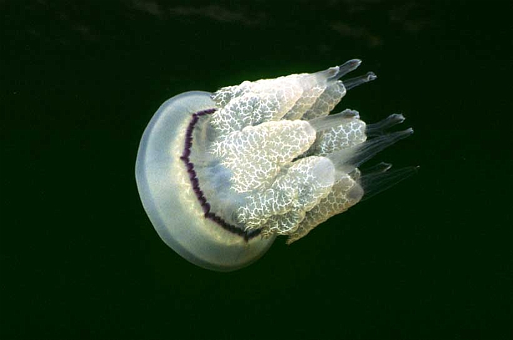 05 Rhizostoma plumo.jpg